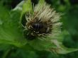 insect collecting nectar