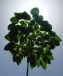 tree spending shade