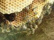 bees on honeycomb swarm