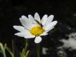 insect on yellow white flower