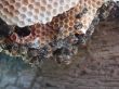 bees on honeycomb