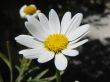 yellow white flower