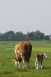Cow and calf