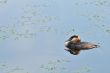 great Crested Grebe