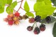 Blackberries and Raspberries