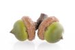 green acorns