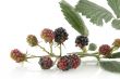 Blackberries