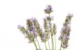 French Lavender