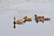 Family Duck
