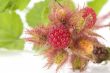 raspberry bush