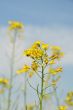 Yellow wild flowers