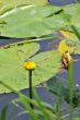 water plants
