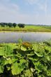 Agriculture landscape