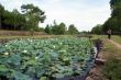 Lotuses, trees and pond