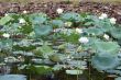 White lotuses