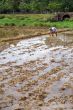 Worker on the field