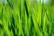 Green grass