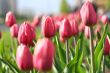 tulip