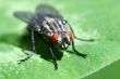fly