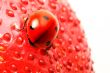 ladybug gourmet