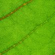 green leaf