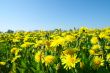 dandelion field