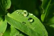 natural waterdrop