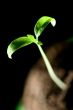 green plant