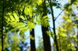 incredible green leaf foliage