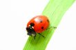 red ladybug