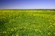 dandelion landscape