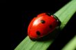 ladybug on grass