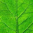 green leaf