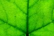 green leaf