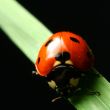 ladybug on grass