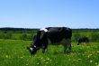 cow landscape