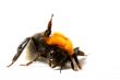 dance bumble bee