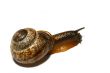 isolated shell