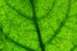 green leaf
