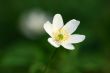 spring windflower