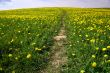 dandelion landscape