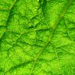 green leaf