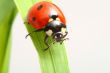 red ladybug