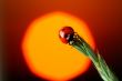 sunrise ladybug