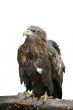 isolated eagle
