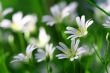 white spring flowers