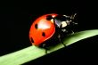 ladybug on grass