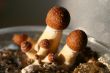 mushroom