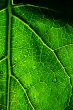 green leaf