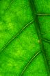 green leaf